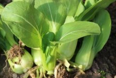 農(nóng)藥殘留速測(cè)儀可以規(guī)范農(nóng)藥的使用嗎？